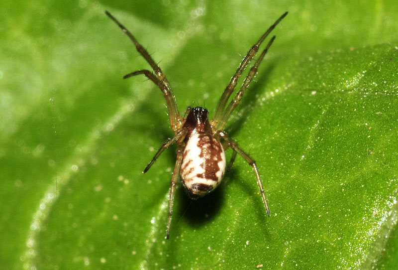 Neriene sp. - Colombarone (MO)